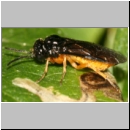 Monophadnus spinolae - Blattwespe 01b 8mm.jpg